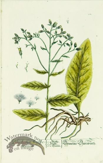 Blackwell German 052